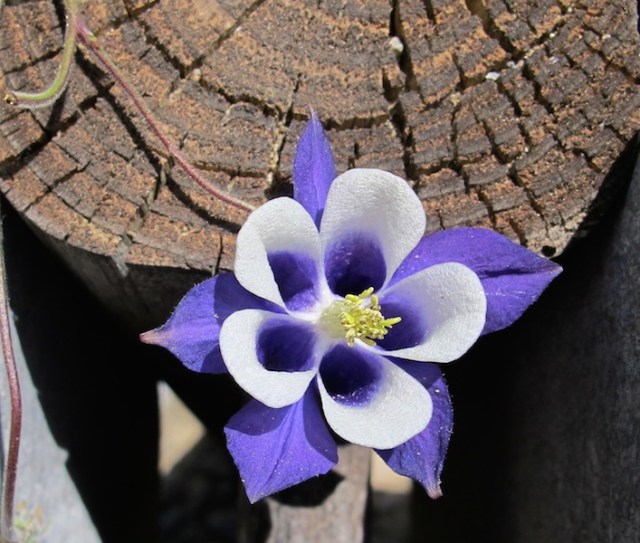  One of the many blooms in a summer garden. Species unknown. 
