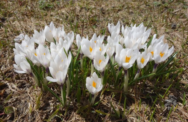 The first alpine plants to emerge as soon as the snow cover disappears are the crocuses. 