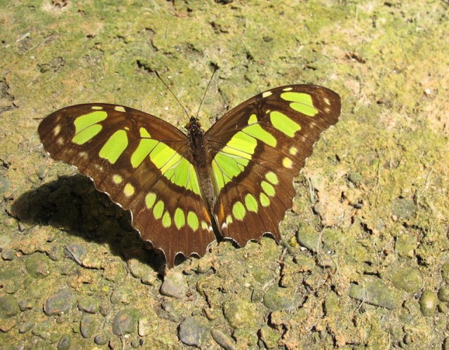 A Malachite in a precarious position: on the walking path. 