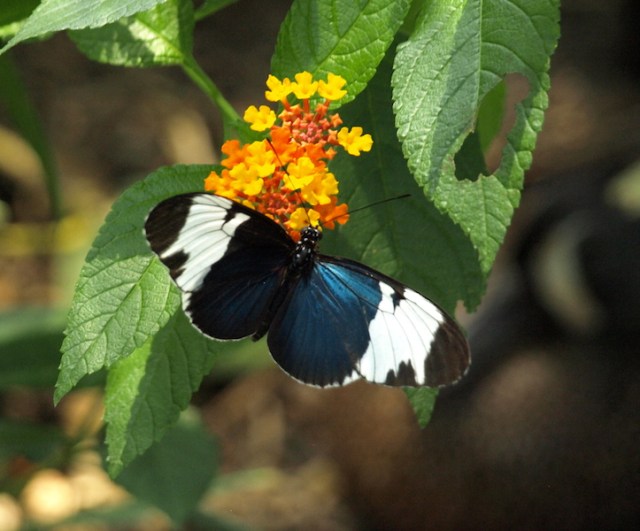 Another one for Mick to identify. The butterfly here is perched on a Lantana bush. 