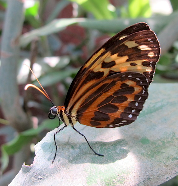 Another unidentified butterfly.