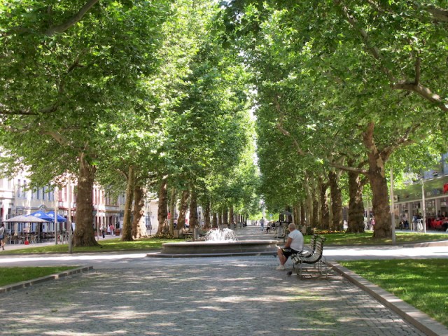 The beautiful London plane tree-lined boulevard down which we rode early this morning and where we must have acquired our punctures. 