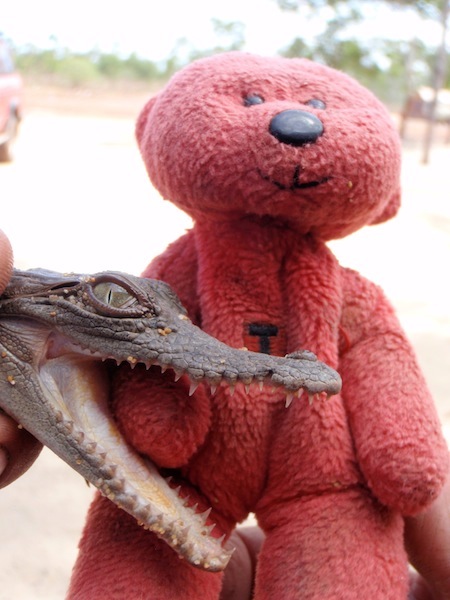 A baby crocodile having a nibble on Tbear, Groote Eylandt, northern Australia. 