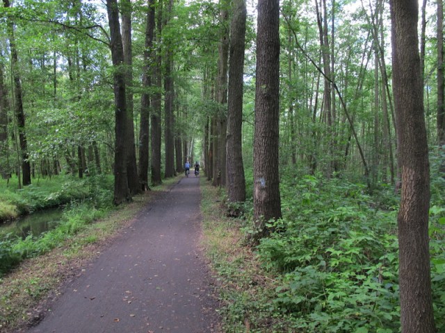 Bike path through the Spreewald. There is a water drainage channel on either side of this path. 