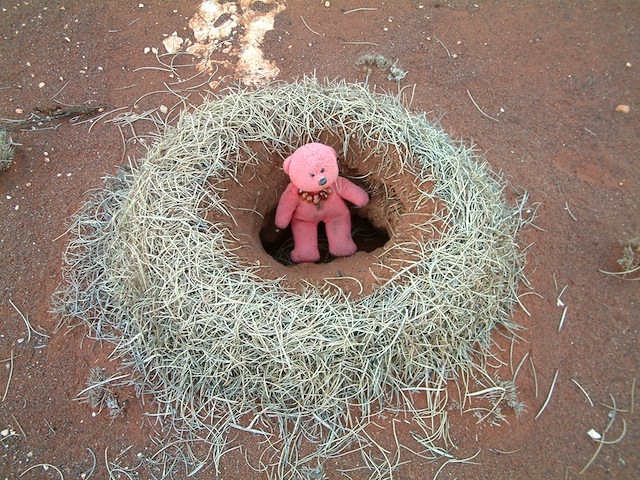 Tbear at the entrance to a Mulga ants’ nest, western Queensland. 