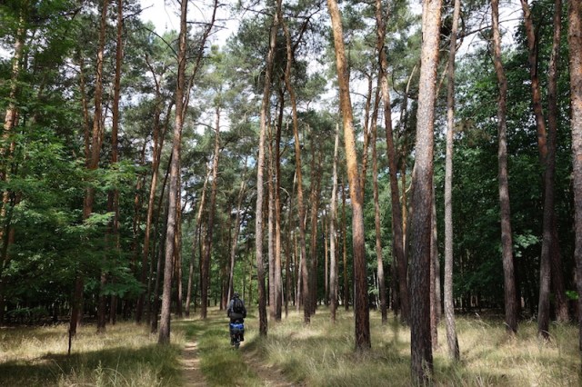 Forest/red pine plantation. What a camp! The timber from this pine is used for general construction work and furniture making. 