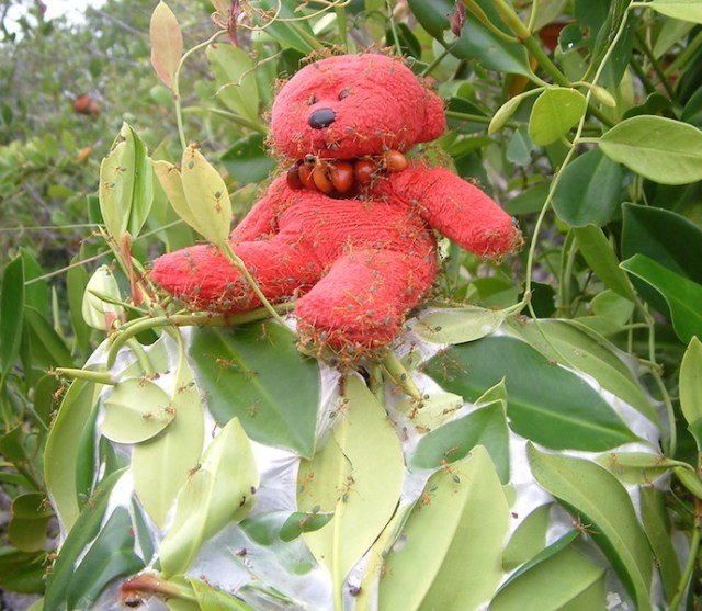 Looking for honey in a green ants’ nest, Arnhem Land, northern Australia. 