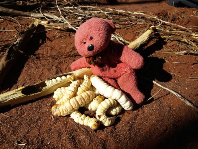 Tbear minding witchetty grubs, Central Australia.