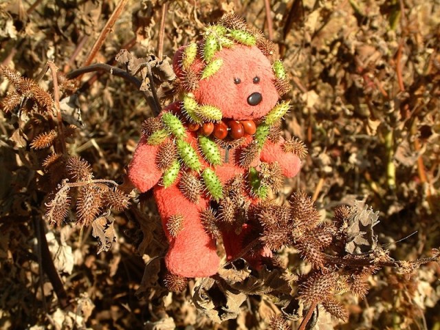 Tbear caught in a patch of Noogurra burr seed pods. 