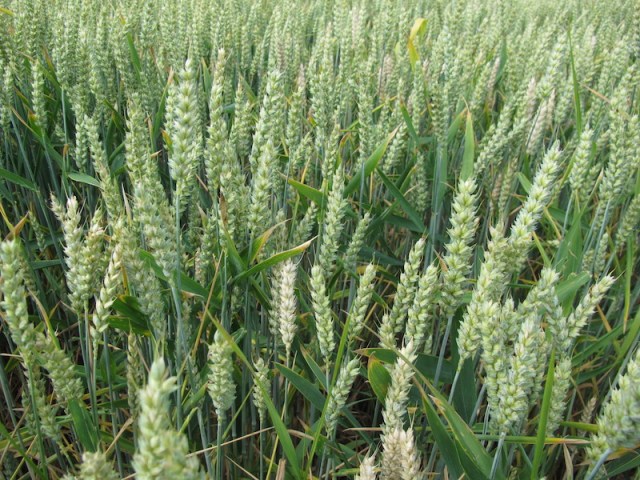 A wheat crop coming to maturity. 