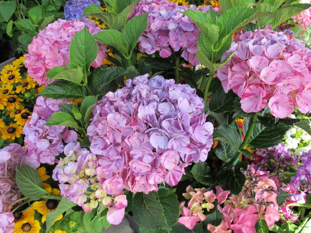 Hydrangeas. This particular flower seems to grow especially well in the northern part of Germany.