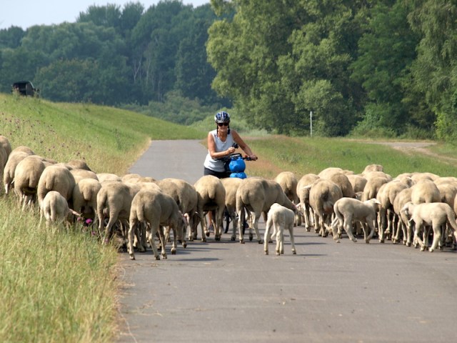 Bev pushing again, this time through a mob of Border Leicester cross sheep. 