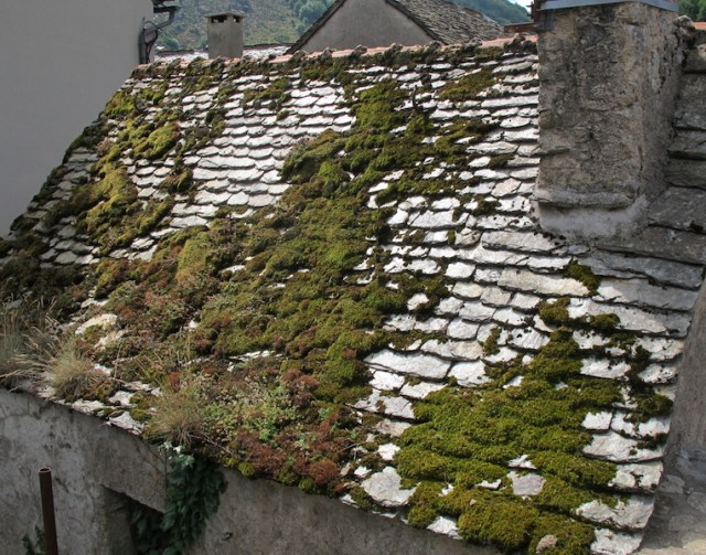 Botanical roof in the village of Le Pont de Montvert. 