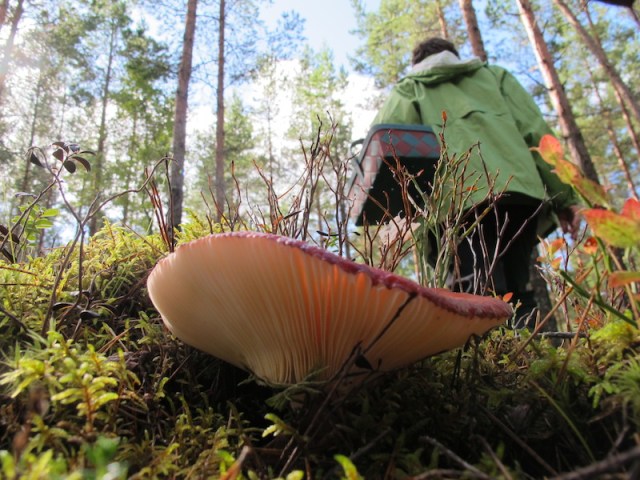 The underfoot softness of the sphagnum colonies. C/S 1. 