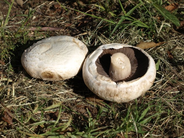 A couple of Aussie mushrooms. The underside colour can vary from pink to black.