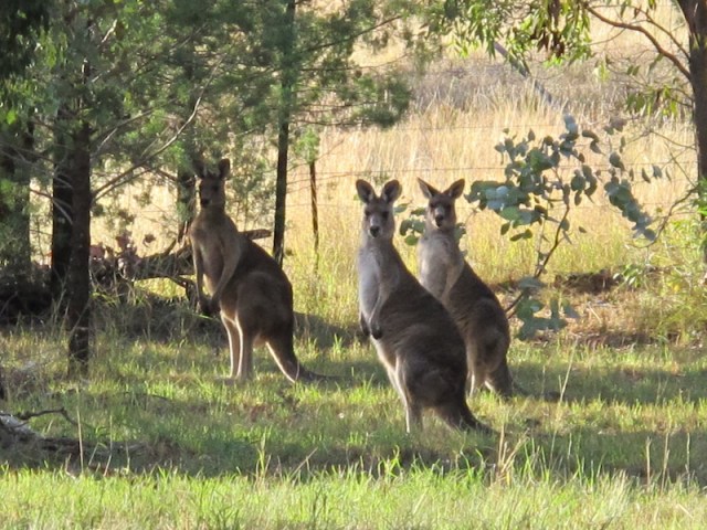 Three of our friends (Eastern grey kangaroos) came to our house this morning to wish us well at the start of Encountering the Past Part 3. 