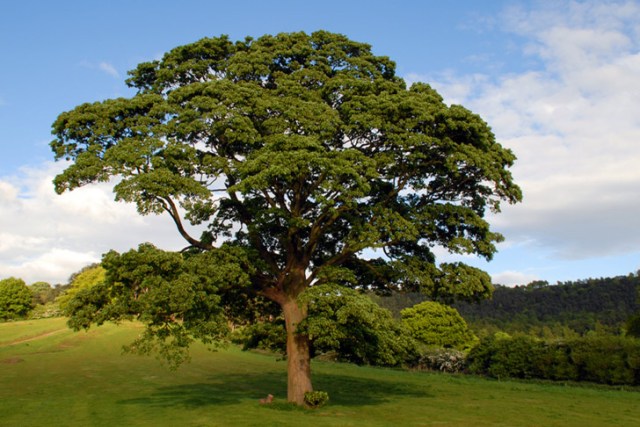 English oak, Quercus robur. Image credit: inhabit.com 