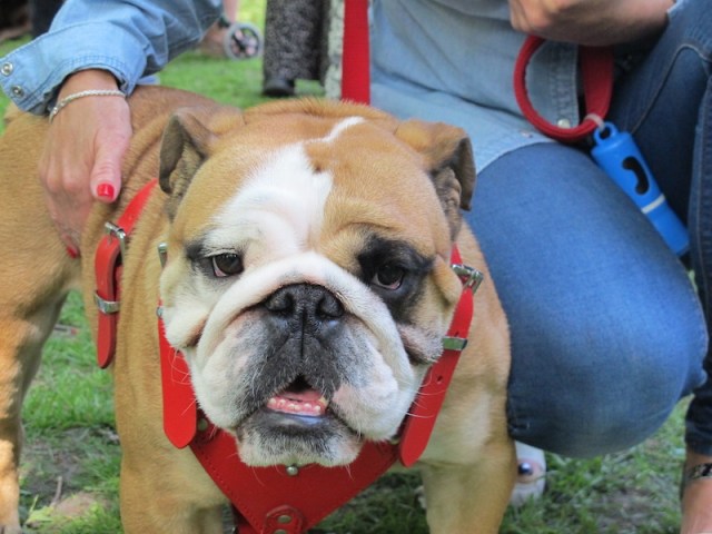 Hector, the one and only bulldog at the show. 