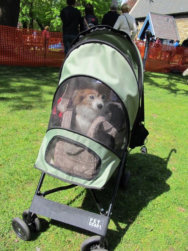 The one and only Papillon in its custom built stroller at the Wanstead dog show. 