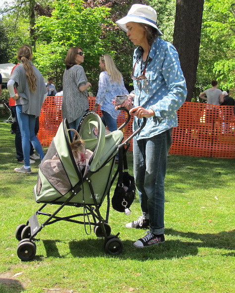 A very caring Papillon owner who didn’t get an award but should have. 