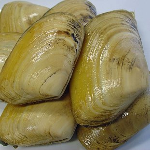 The Grooved Carpet shell. Image credit Wikipedia. 