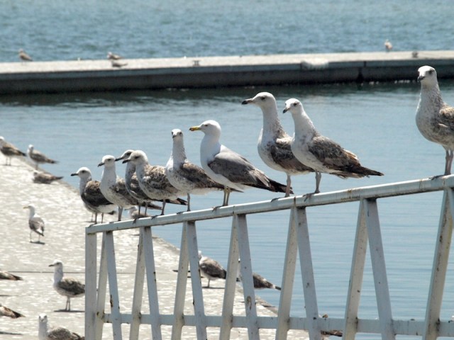 Seagulls of northern climes. 