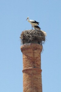 A white stork nest on top of a disused incinerator chimney. 
