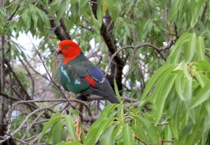 King parrot in the tree outside our window  in Australia.