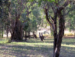  Our own parkland garden on our property near Tamworth. 