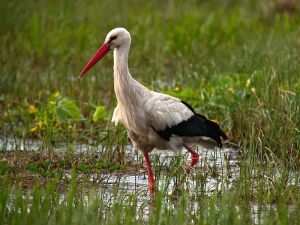 White stork in wading mode.  Image credit: Frank Vassen from Brussels, Belgium. 