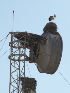 Storks nesting on top of a parabolic communications disc. 