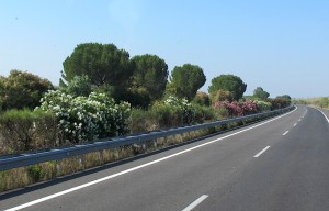 The road between Seville and Tarifa.  The flowering shrubs in this photograph are oleanders.  