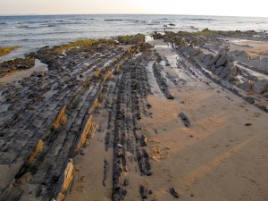 Uplifted limestone along the foreshore. 