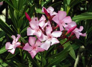 Oleander flowers.  