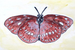 Common crow butterfly.  Wingspan 8-9cm. 