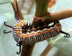 Caterpillar of the common crow butterfly.  Image credit: Photo by Viren Vaz via Wikipedia. 