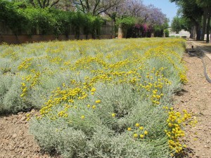 Chamomile plot within the grounds.