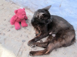 BBear meets a Chefchaouen cat 