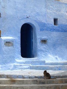 One of many Chefchaouen cats. 