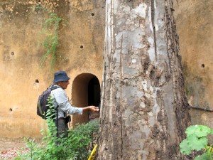 An old eucalypt tree.