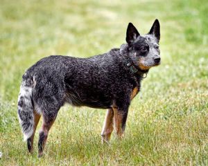 Australian blue cattle dog. Also known as a Queensland blue heeler. Image credit: Zingpix via Wikipedia. 