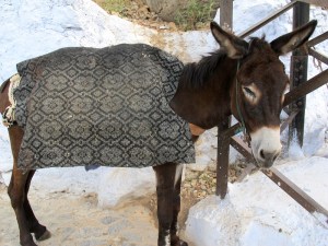 A sleepy donkey we met on the way. Do donkeys conceptualise their station in life or is their mind a total blank? 