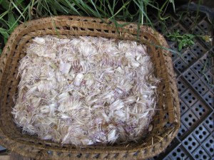 The pistils of the cardoon used by the locals in cheese-making.
