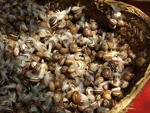 Live snails. Snails are used in Morocco to make a tasty soup called ghoulal. 