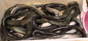 A box of live eels. 