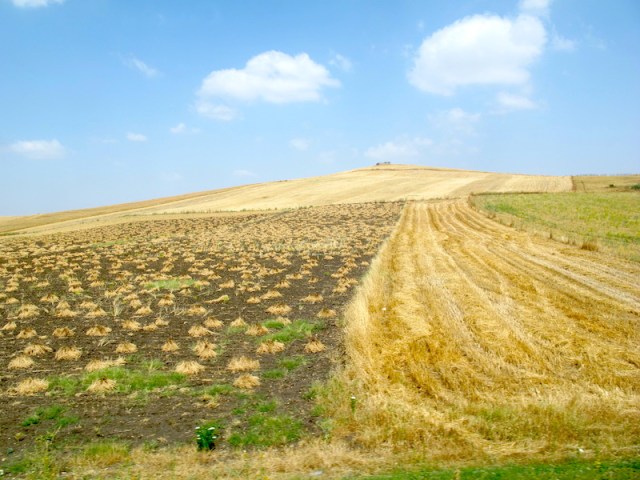 Harvesting complete. The stubble had been gathered by hand and placed into small bundles ready for collection. 