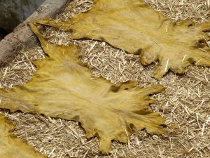 Skins drying on a bed of straw.