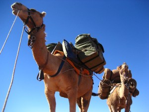  These two camels were used by our son Tim and his wife for a camping trip through the desert west of Alice Springs in 2008. They are These two camels were used by our son Tim and his wife for a camping trip through the desert west of Alice Springs in 2008. They are big beasts and it pays not to collide with them when driving. beasts and it pays not to collide with them when driving.