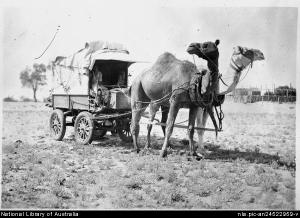 Photo of camels in harness from the National Library of Australia. 