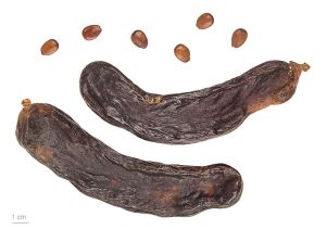 Carob seeds and pods. The pods must be dry like these before eating. Before they are dry they taste absolutely revolting. Image credit: Roger Culos vai Wikipedia.